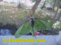 /home//u458753944/public_html/sourcegallery//Insects and small critters/butterflies and moths (Lepidoptera)/P1070592.JPG